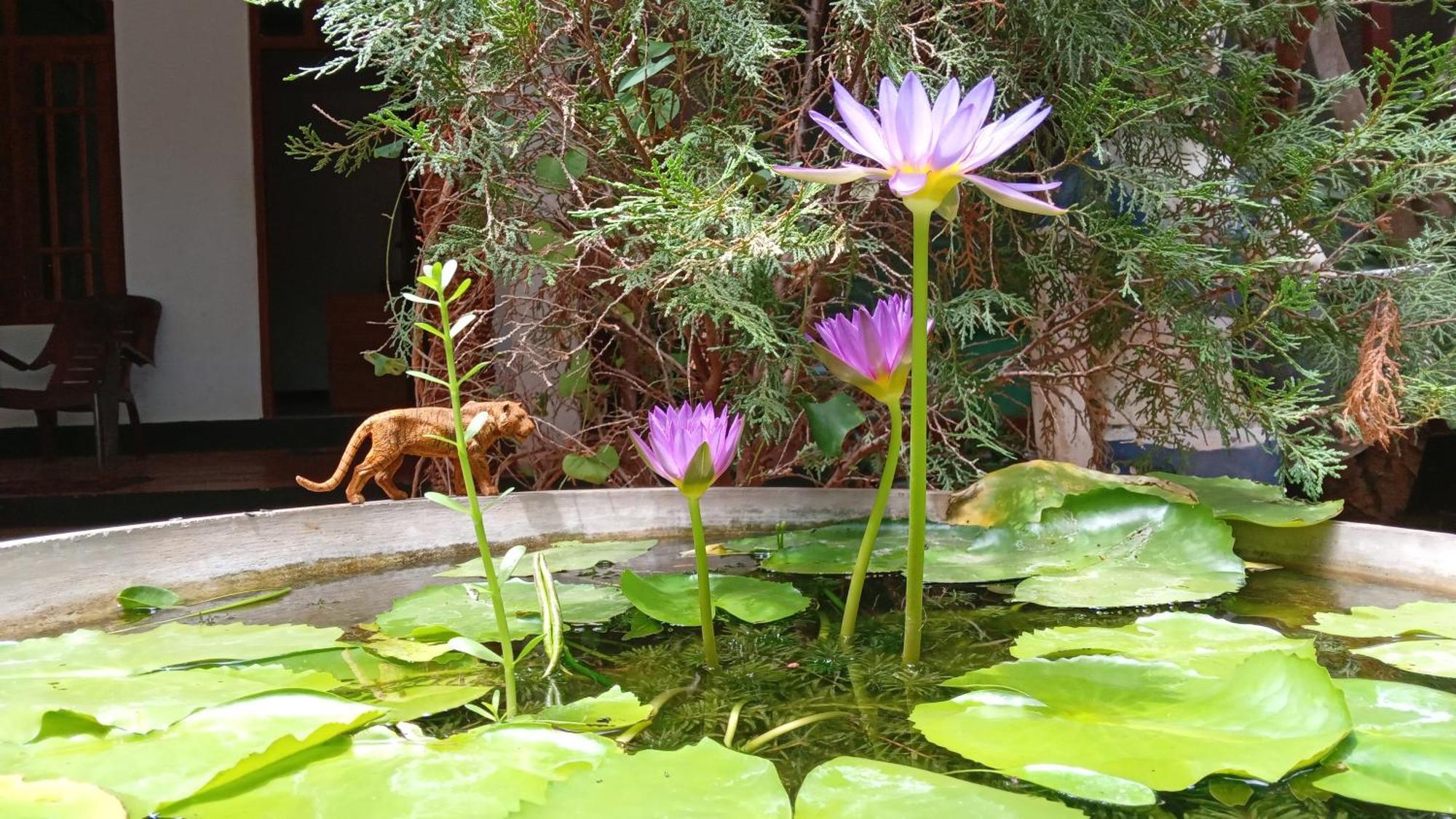 דמבולה The King'S Garden Resort מראה חיצוני תמונה